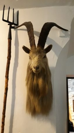 Photo of goats head