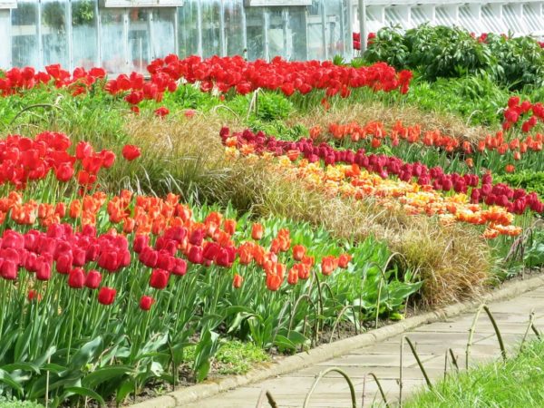 Photo of tulip beds