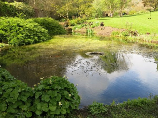 Photo of the pond in the Walled Garden