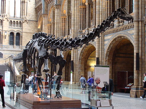 Photo of Dippy in the Natural History Museum