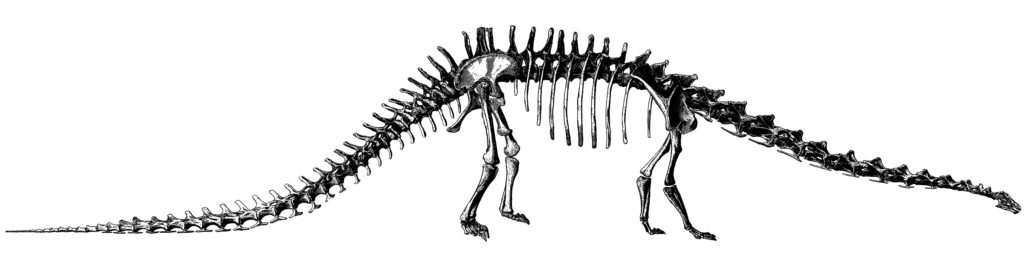 Drawing of the skeleton of a Diplodocus Carnegii By John Bell Hatcher