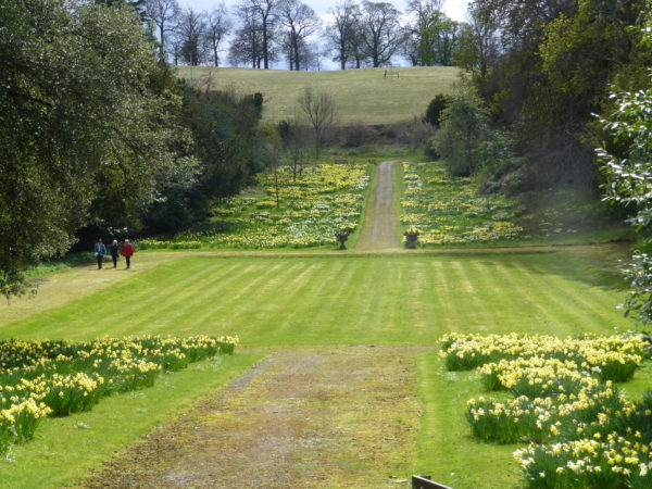 Enjoying the daffodils in the grounds of Hopetoun House