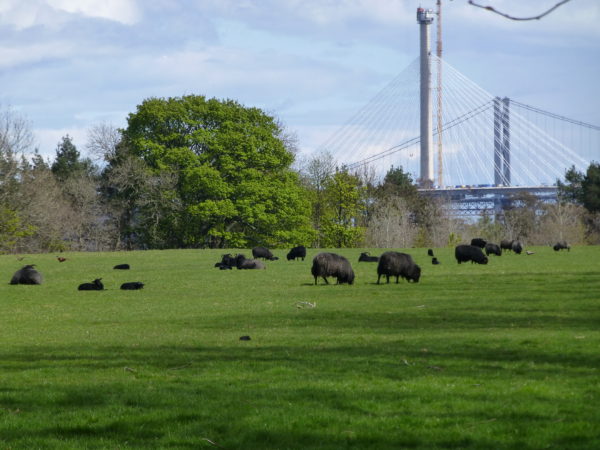 Sheep grazing at Hopetoun House with the old and new bridges behind them